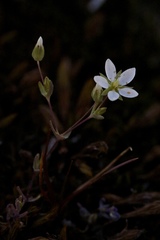 Sabulina californica