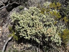 Ozothamnus rodwayi