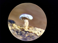 Diderma hemisphaericum