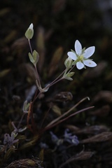 Sabulina californica