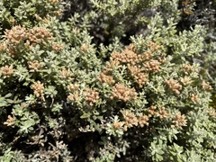 Ozothamnus rodwayi