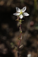 Sabulina californica