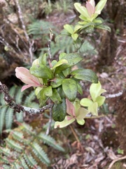 Myrsine kauaiensis