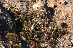 Sabulina californica