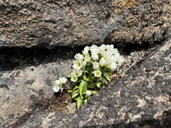 Gentianella diemensis