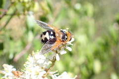 Microtropesa sinuata