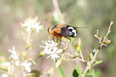 Microtropesa sinuata