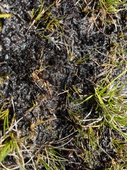 Isolepis subtilissima