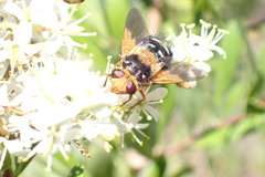 Microtropesa sinuata