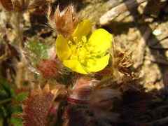 Potentilla fragarioides