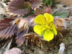 Potentilla fragarioides