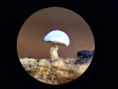 Diderma hemisphaericum