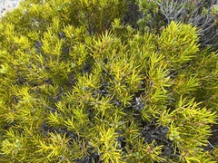 Orites acicularis