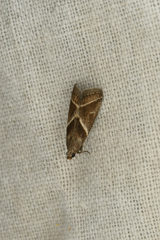 Nyctegretis triangulella
