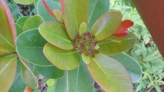 Ixora coccinea