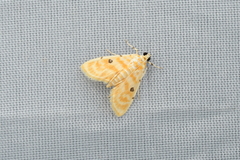 Notarcha quaternalis