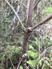 Viburnum ellipticum