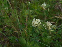 Trifolium pallidum