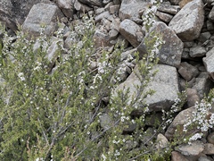 Leptospermum rupestre
