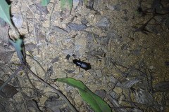 Harpalus griseus
