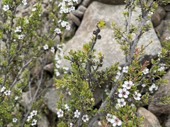 Leptospermum rupestre