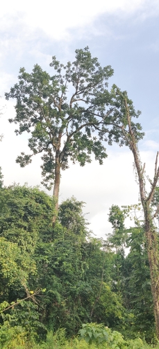 Image of Ailanthus integrifolia by (c) T R Shankar Raman, some rights reserved (CC BY)