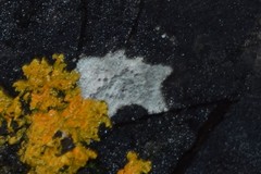 Bagliettoa calciseda