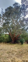 Eucalyptus studleyensis
