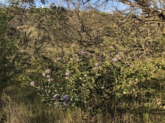 Ceanothus purpureus