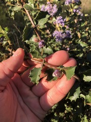 Ceanothus purpureus