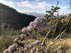 Ceanothus purpureus