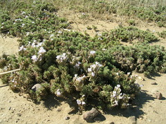 Limonium kraussianum