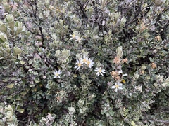 Olearia obcordata