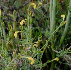Chascanum