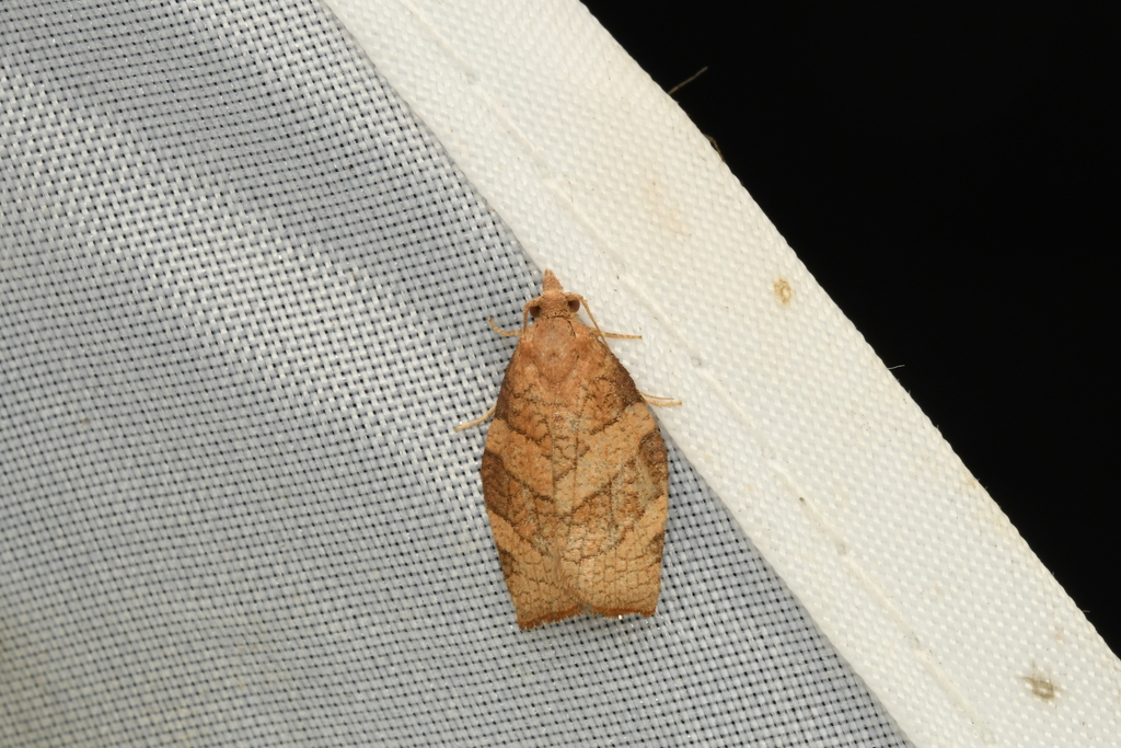 Pandemis phaiopteron