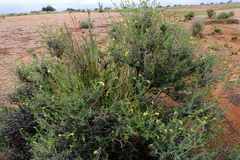Chascanum