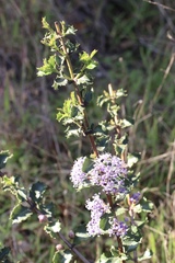 Ceanothus purpureus