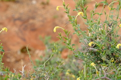 Chascanum