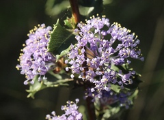 Ceanothus purpureus