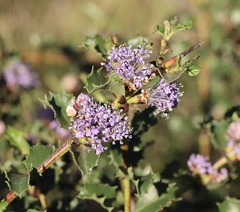 Ceanothus purpureus