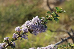 Ceanothus purpureus