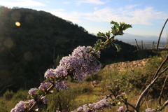 Ceanothus purpureus