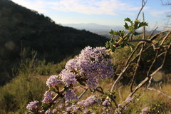 Ceanothus purpureus
