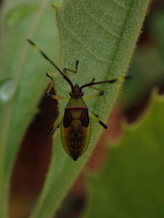 Amblypelta nitida