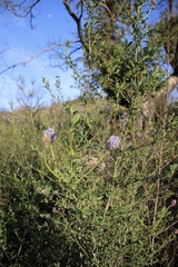 Ceanothus parryi