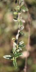 Ceanothus parryi