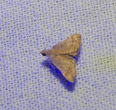 Dolicharthria punctalis