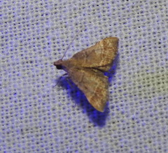 Dolicharthria punctalis