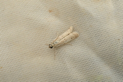 Phycitodes subcretacella