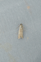 Phycitodes subcretacella